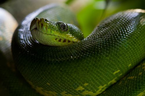 green tree python snake python