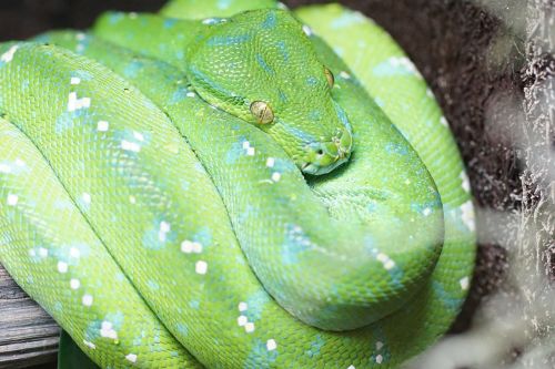 green tree python snake reptile