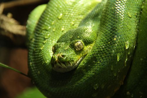 green tree python python snake
