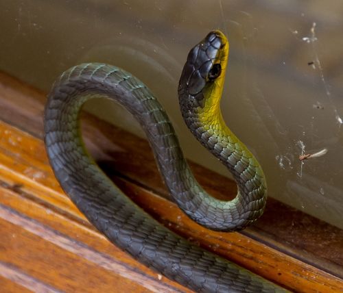 green tree snake snake coiled