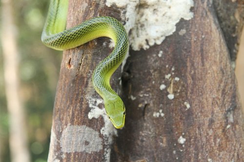 green tree snake  thailand  snake