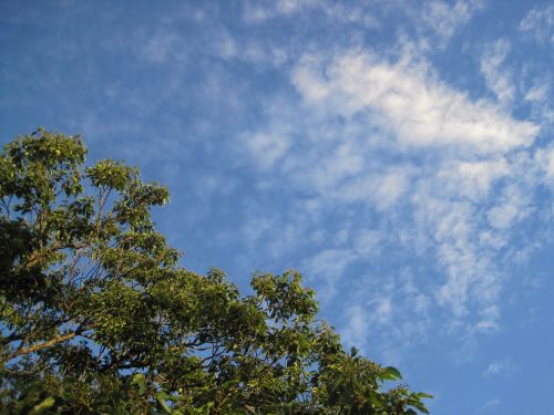 Green Tree Top And Feather Cloud