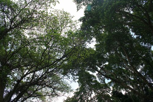 Green Tree Tops