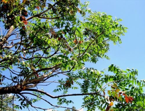 Green Tree With Red Leaves