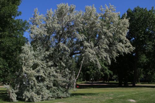 Green Trees Park Road