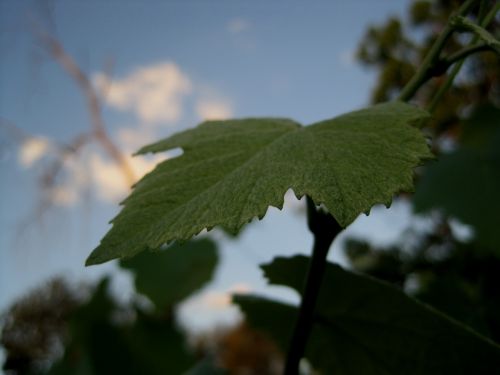 Green Vine Leaf