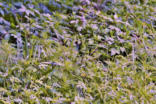 Green Weeds Background With Blue