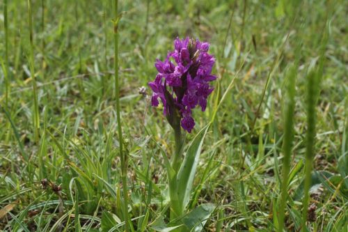 green-winged purple orchid