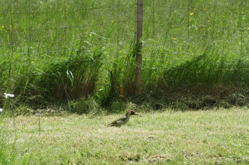 green woodpecker meadow on the ground