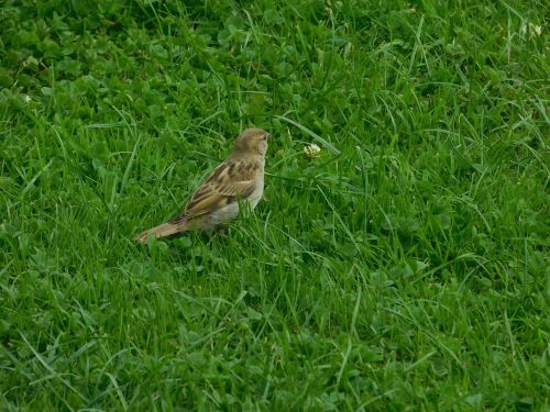 green woodpecker birds spring