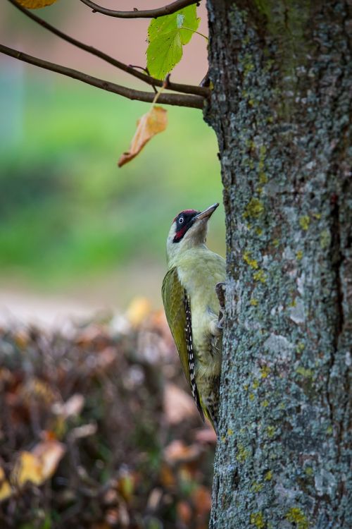 green woodpecker picus viridis woodpecker