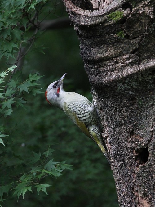 green woodpecker  red head  bird