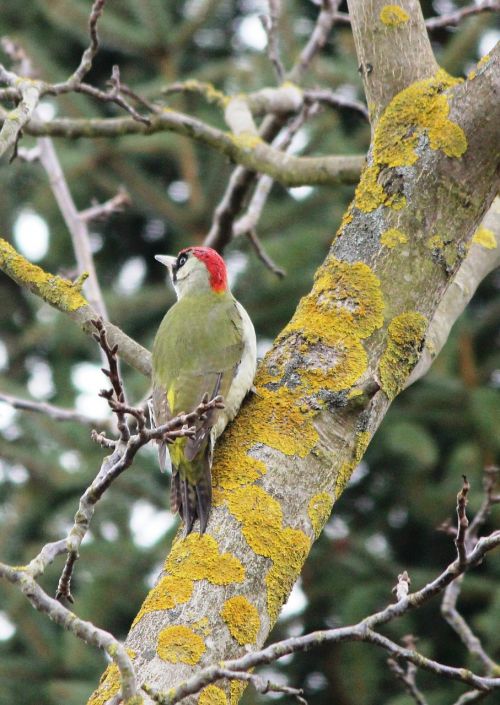 green woodpecker birds spring