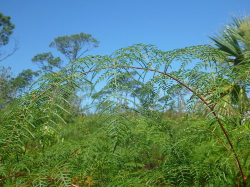 greenery palm frond