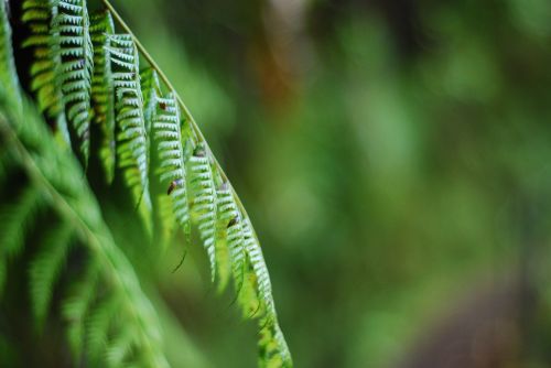 greenery fern background