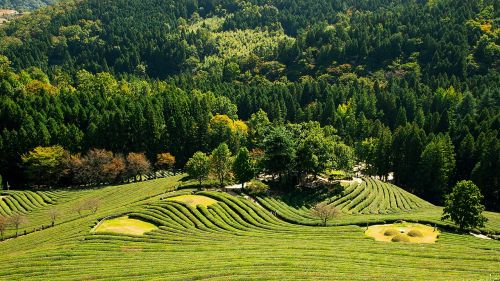 greenery landscape tea