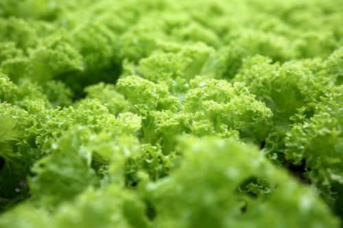 greenery lettuce green