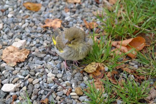 greenfinch bird fink