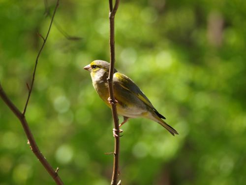 greenfinch bird chloris chloris