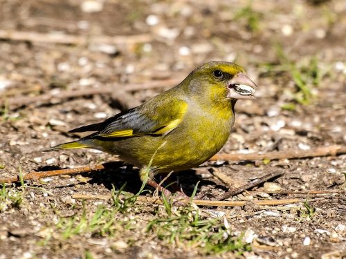 greenfinch fink bird