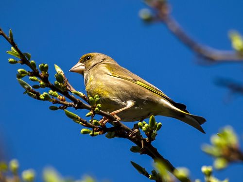 greenfinch fink bird