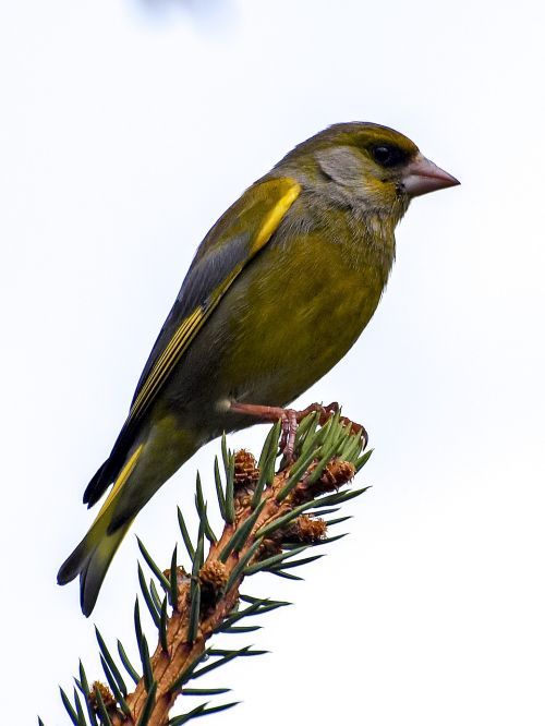 greenfinch fink bird