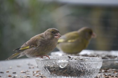 greenfinch bird feeding