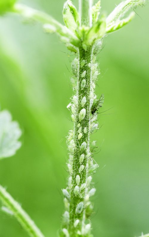 greenfly aphid small