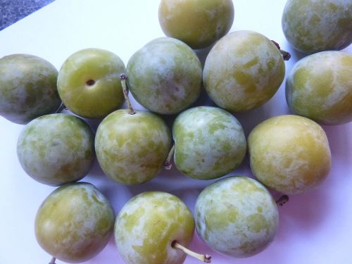 greengages gages fruit