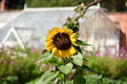greenhouse walled garden sunflower