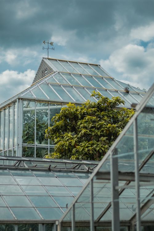 greenhouse plants nature