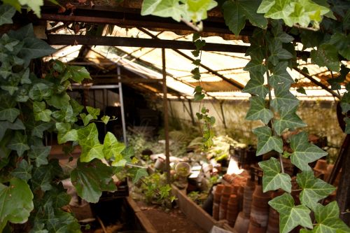 greenhouse garden abandoned