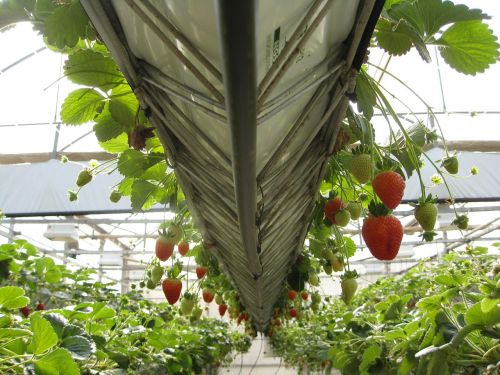 greenhouse strawberries fruit
