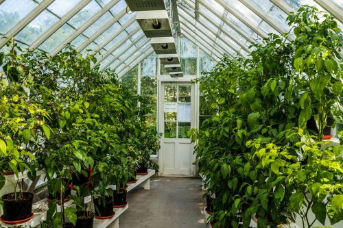 greenhouse green plants