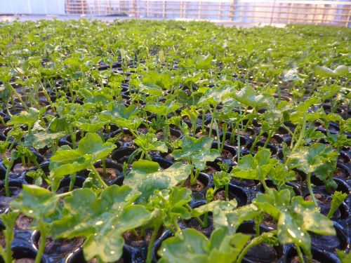 greenhouse geranium slip
