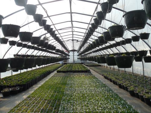 greenhouse plants plant