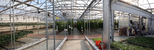 greenhouse crops agriculture