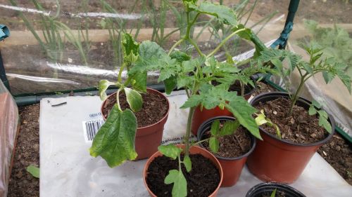 Greenhouse Plants In Pots