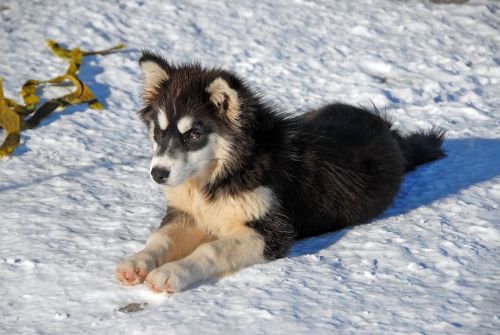 greenland greenland dog dog