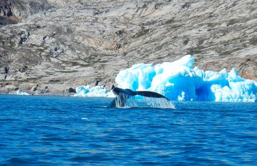 greenland  whale  iceberg
