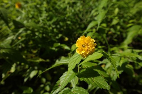 greenness yellow yellow flower