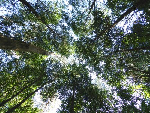 greens nature trees