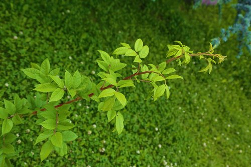 greens  leaves  nature