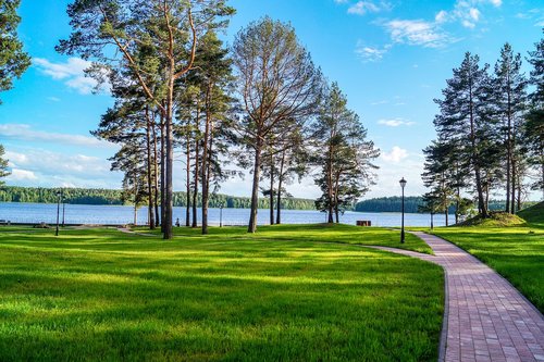 greens  nature  in the summer of