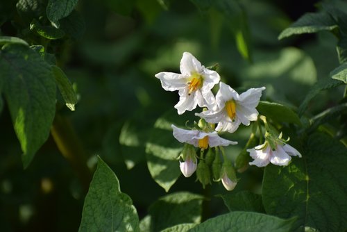 greens  flower  potatoes