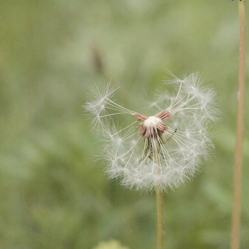 greens  leaves  dandelion