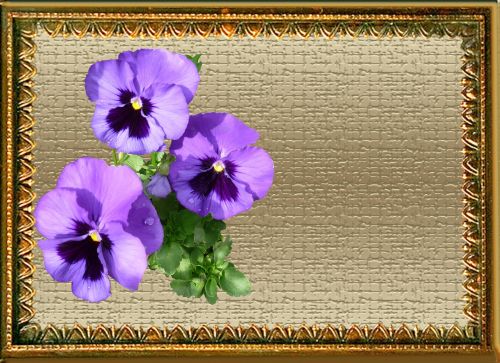 greeting card purple pansies