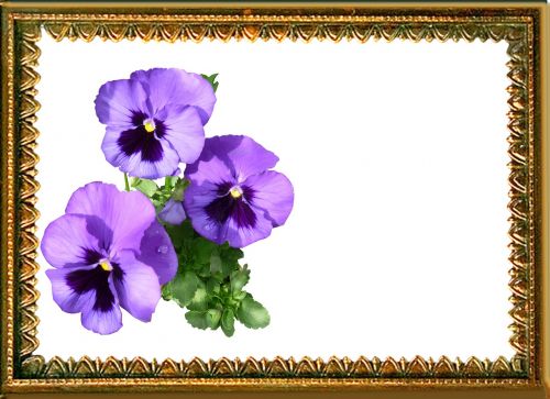 greeting card pansy bunch