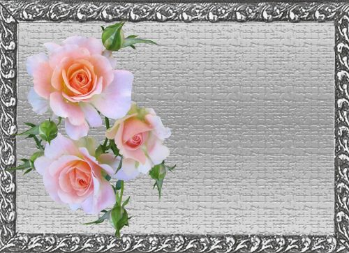 greeting card pink rose