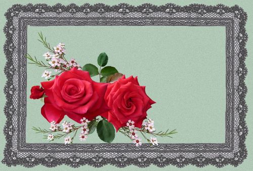 greeting card red rose